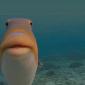 Meet your Posher, William